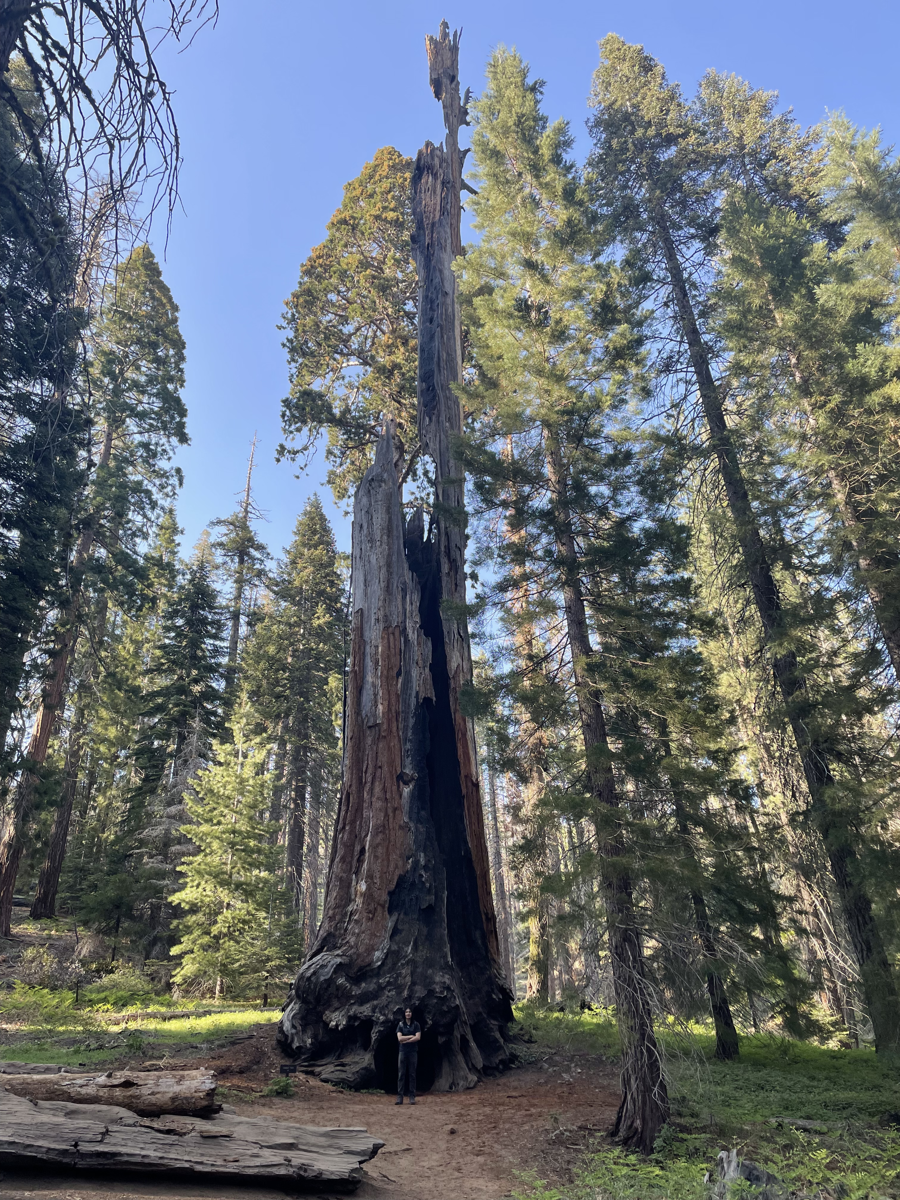 sequoia
